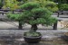 Kyoto botanical garden - bonsai 1