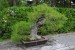 Kyoto botanical garden - bonsai 2